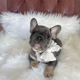 Patrick - French Bulldog puppy in Petaluma, California from Luma Frenchies