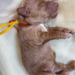 Pearl - Caramel cream female Australian Labradoodle puppy in Dawson, Georgia from Still Pond Australian Labradoodles