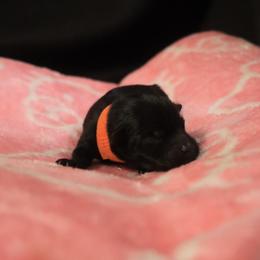 Orange - Soleil - Black female Schipperke puppy in Vancouver, Washington from Curtin Creek Schipperkes