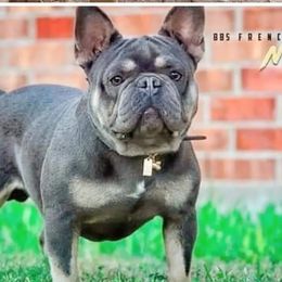 Ninja - French Bulldog