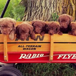 Chesapeake Bay Retriever Puppies from Twin Oak's Chesapeakes