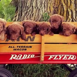 Chesapeake Bay Retriever Puppies from Twin Oak's Chesapeakes