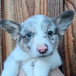 Dilute Blue Merle Male - Blue merle and white male Cardigan Welsh Corgi puppy in Chehalis, Washington from Triple B Corgis