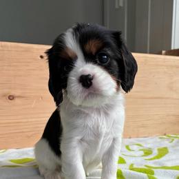 Bambi - Tri-color female Cavalier King Charles Spaniel puppy in Miami, Florida from Tropical Cavaliers