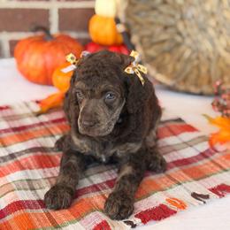 Share - Phantom female Poodle puppy in Lavonia, Georgia from Peach Blossom Kennels