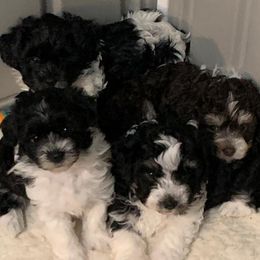 Havanese from Dixies Finest Havanese