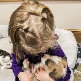 Pembroke Welsh Corgi Puppies from Davies Ranch Pembroke Welsh Corgis