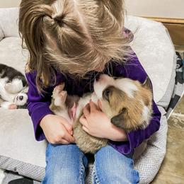 Pembroke Welsh Corgi Puppies from Davies Ranch Pembroke Welsh Corgis