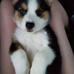 American Corgi Puppies from Spa City Corgis