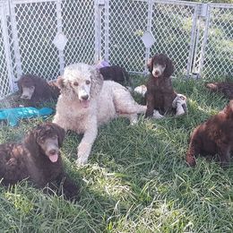 Dachshund, Golden Retriever, and Poodle Puppies from Paragon Puppies