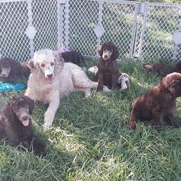 Dachshund, Golden Retriever, and Poodle Puppies from Paragon Puppies