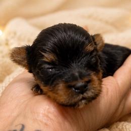 Red boy - Black and tan male Yorkshire Terrier puppy in Cornelia, Georgia from Kruz Kennels