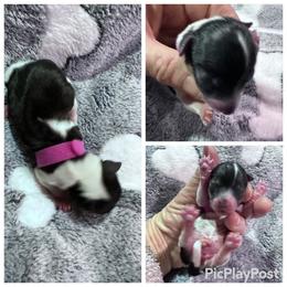 Girl 1 - Parti female Yorkshire Terrier puppy in Antlers, Oklahoma from Yorker Puppy Palace