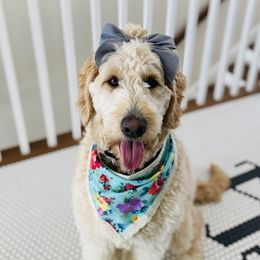 Alice - Goldendoodle