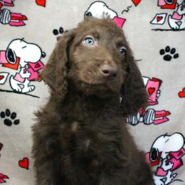 Gnocchi - Chocolate male Labradoodle puppy in Lanexa, Virginia from Lees Reach Farm