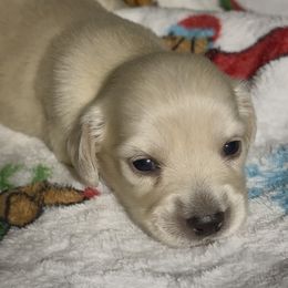 Nutmeg - Cream female Dachshund puppy in Vero Beach, Florida from Joseph’s Dachshunds