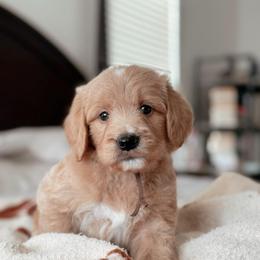 Breck, Boy - Apricot male Goldendoodle puppy in Maricopa, Arizona from Desert Ridge Doodles