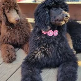 Poodle puppies from Sue's Poodles and Doodles