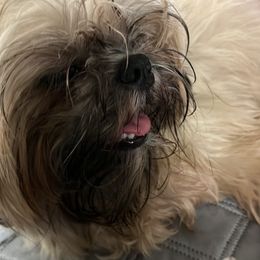 Charity - Shih Tzu