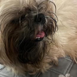 Charity - Shih Tzu
