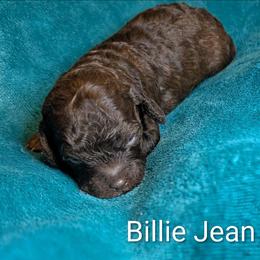 Billie Jean - Brown and tan female Cockapoo puppy in Sunset, Louisiana from Cano Cockapoos