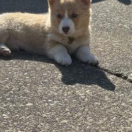 Pembroke Welsh Corgis from Running Hills Pembroke Corgi