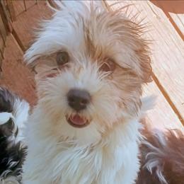 Shotsy - Fawn sable male Havanese puppy in Cumberland, Maryland from Kimbriel