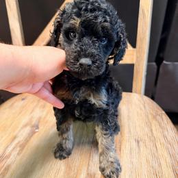 Boy 1 - Phantom male Goldendoodle puppy in Lakeland, Florida from Doodles & Danes