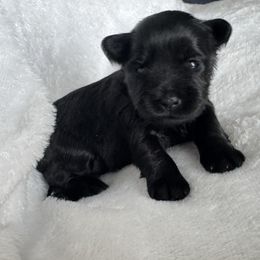 Girl 1 - Black female Miniature Schnauzer puppy in Independence, Missouri from Crown Schnauzers KC