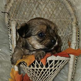 Jenny - Gold female Yorkshire Terrier puppy in Richburg, New York from Granny's Poodles