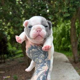 Dior - Cream female French Bulldog puppy in Hemlock, Michigan from Top Billin' Frenchies, LLC