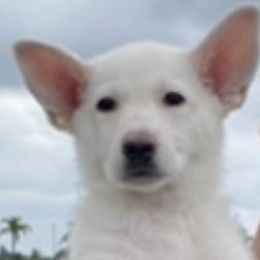 Girl 3 - White female German Shepherd puppy in Camarillo, California from Robert's White German Shepherds