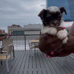 Kingston - Chocolate, tan and white male Yorkshire Terrier puppy in Lynwood, Illinois from SaintNicksWay
