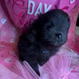 Navy - Black parti male Pomeranian puppy in Scio, Oregon from Mac Daddy Poms
