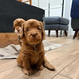 Leilani - Caramel red female Australian Labradoodle puppy in Alamo, Texas from QuiSal Labradoodles