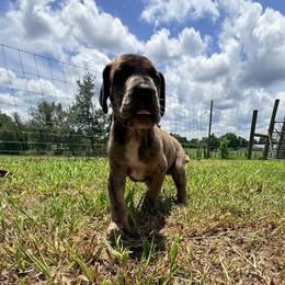 Cantaloupe - Merle female Great Dane puppy in Jerusalem, Arkansas from Mara Danes