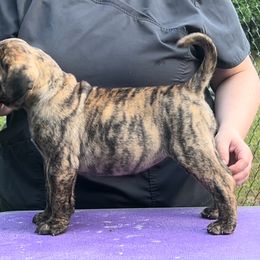 Pine Nut - Red brindle female Bullmastiff puppy in Athens, Georgia from RCS Kennels