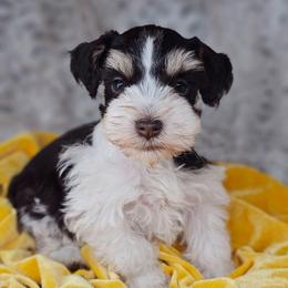 Kingston tricolored - Parti male Miniature Schnauzer puppy in Panama City, Florida from Emerald Coast Schnauzers