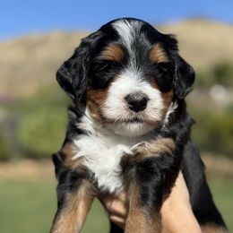 Philly - Tri-color male Bernedoodle puppy in Yuciapa, California from AlltheDoodlez_