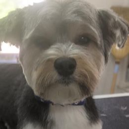 Bosco - Morkie