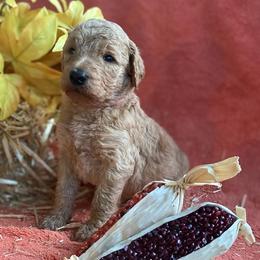 Poodle Puppies from Kurtz Poodles