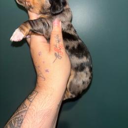 Crema - Dapple female Dachshund puppy in Crescent, Oklahoma from Doxie Dreams