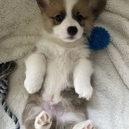 Pembroke Welsh Corgi Puppies from Delaney’s Corgis