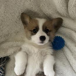 Pembroke Welsh Corgi Puppies from Delaney’s Corgis