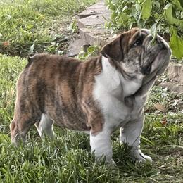 Bulldog Puppies from Waltman's Bulldog's