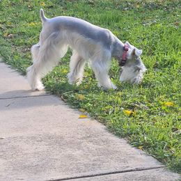 Trinity - Miniature Schnauzer