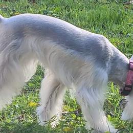 Trinity - Miniature Schnauzer