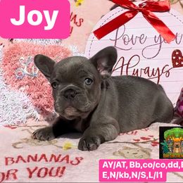 Joy - French Bulldog puppy in Titusville, Florida from Raptor Frenchies