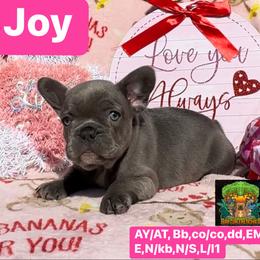 Joy - French Bulldog puppy in Titusville, Florida from Raptor Frenchies