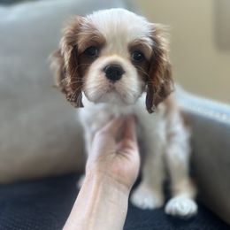 Chubs - Blenheim female Cavalier King Charles Spaniel puppy in Houston, Texas from Valera Cavaliers